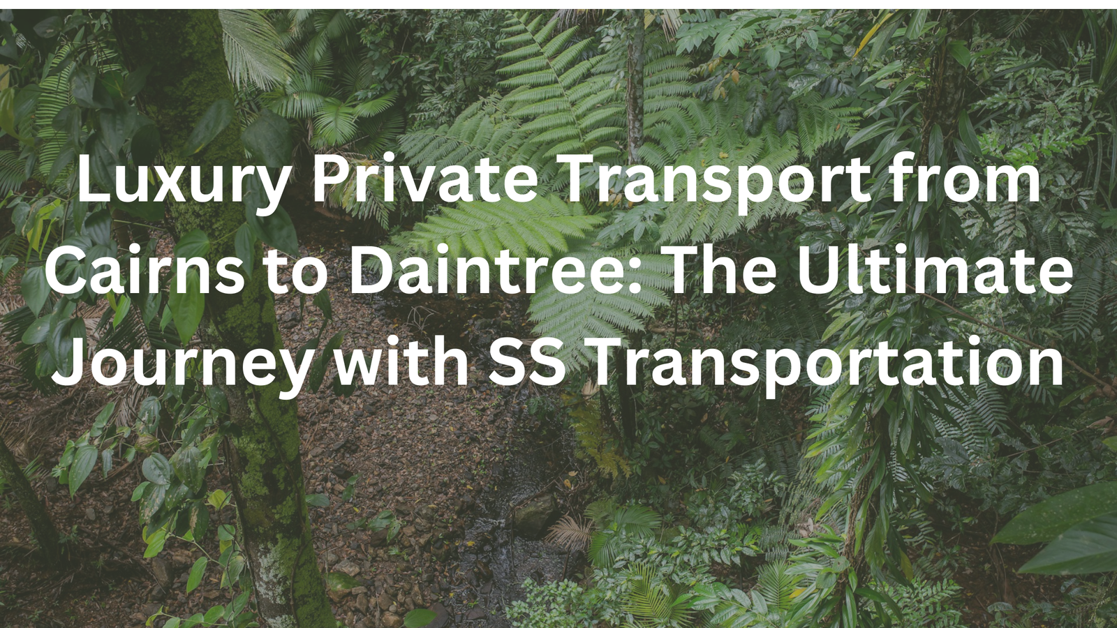 Read more about the article Luxury Private Transport from Cairns to Daintree: The Ultimate Journey with SS Transportation
