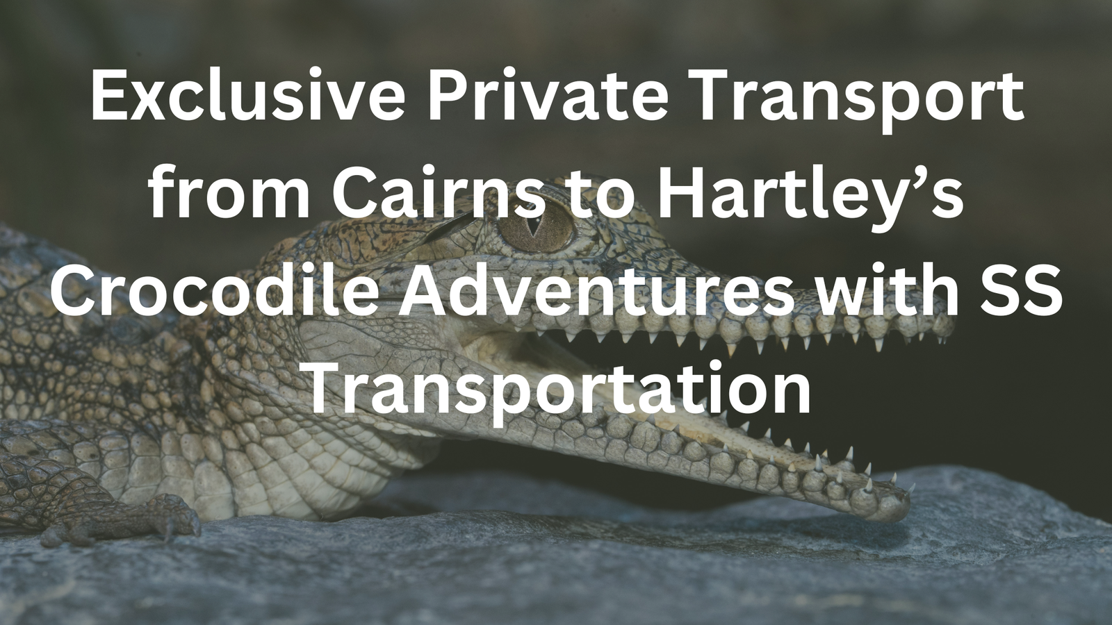 Read more about the article Exclusive Private Transport from Cairns to Hartley’s Crocodile with SS Transportation