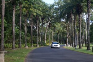 Read more about the article How to Get from Cairns Airport to Port Douglas Without a Rental Car
